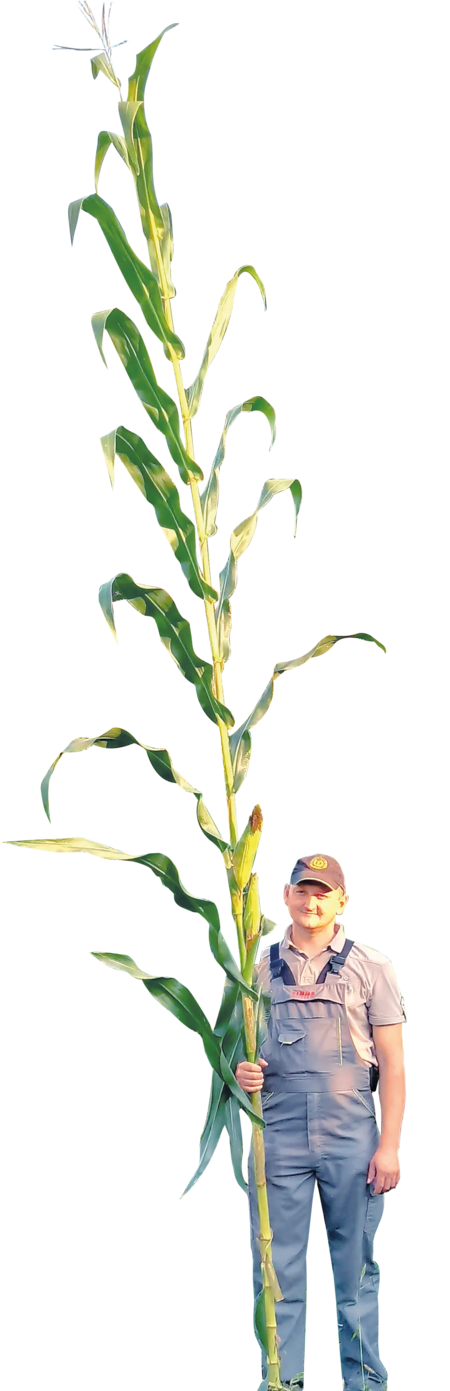 Mann mit sehr hohem Leafy-Mais