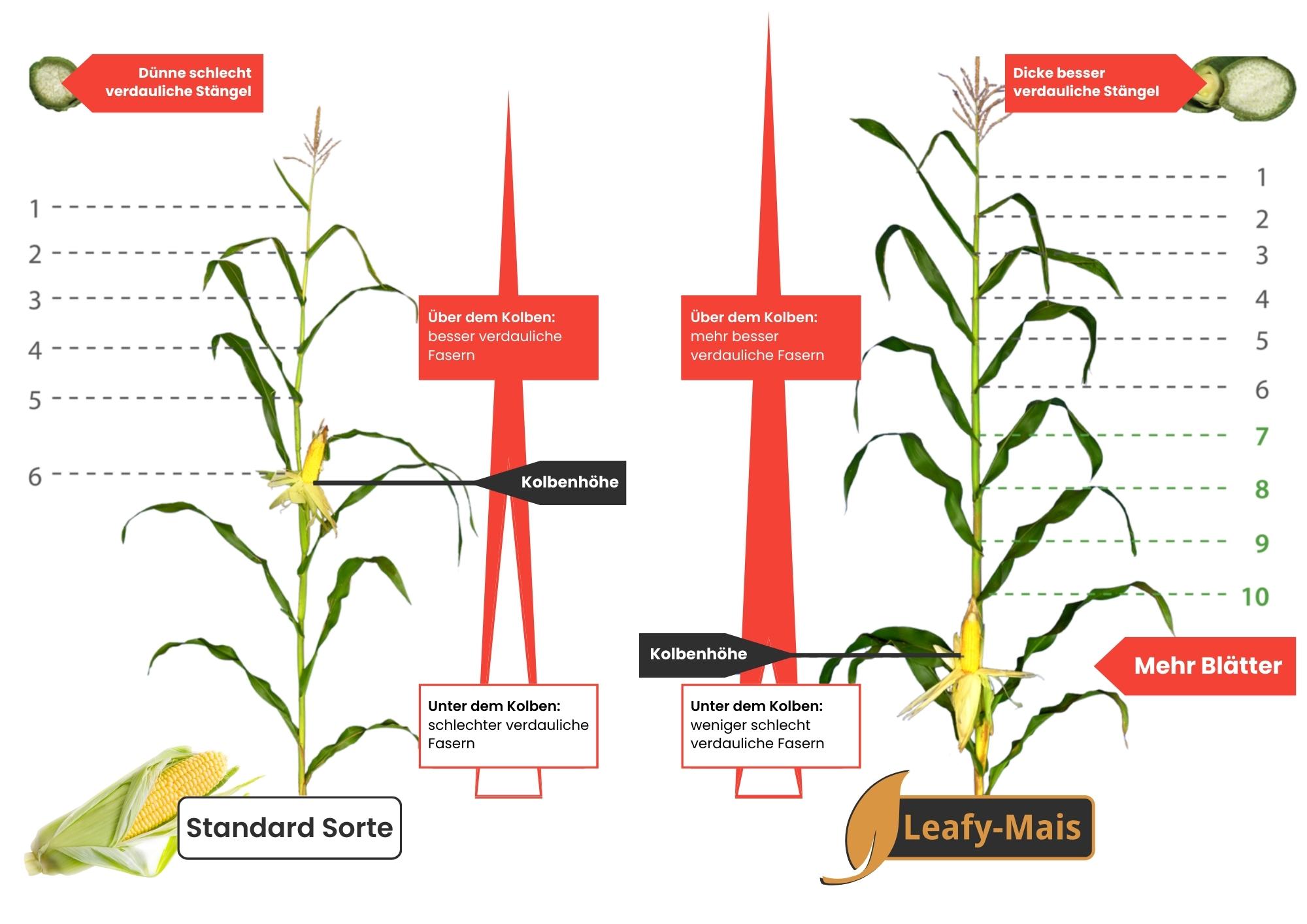 Vergleich Leafy Mais zu Standard Mais als Erklärskizze